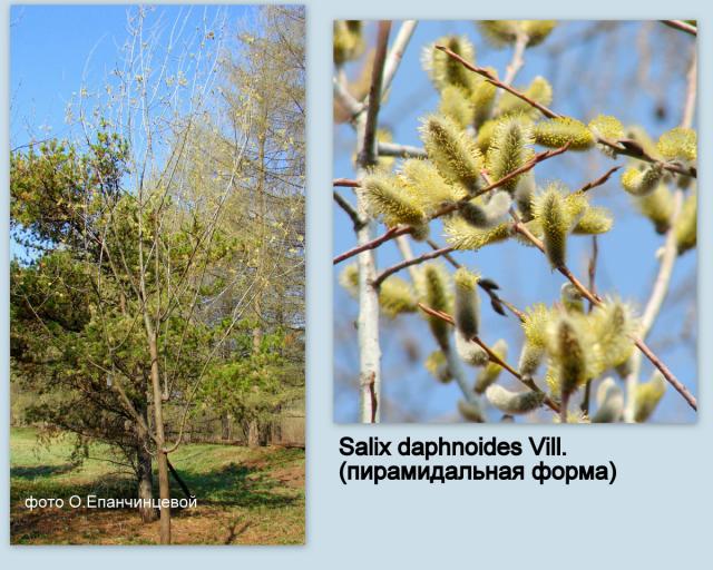 Salix daphnoides Vill. пирамидальная форма 